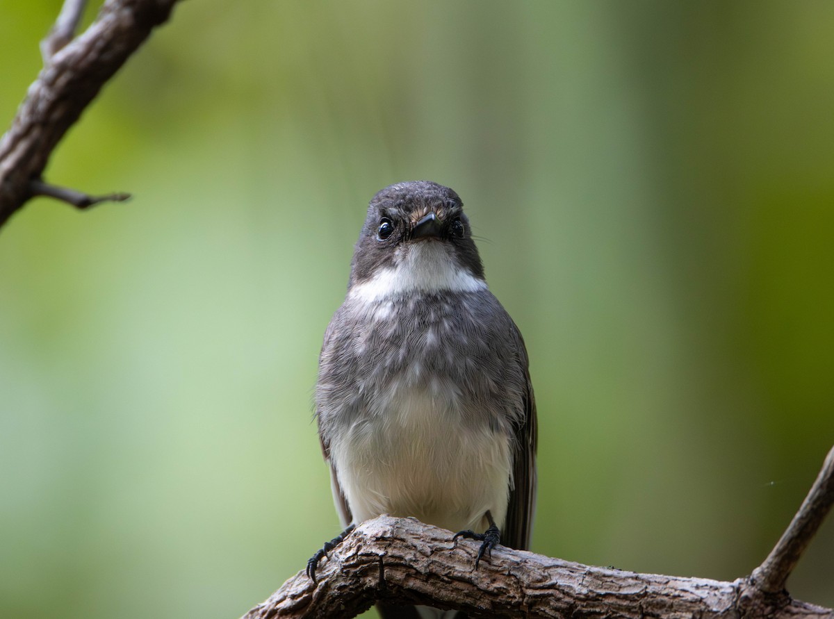 Northern Fantail - ML645675885