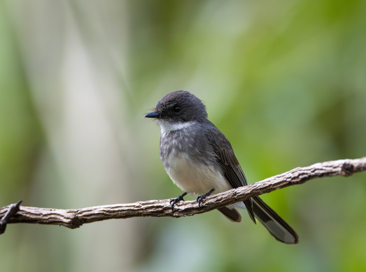 Northern Fantail - ML645675886