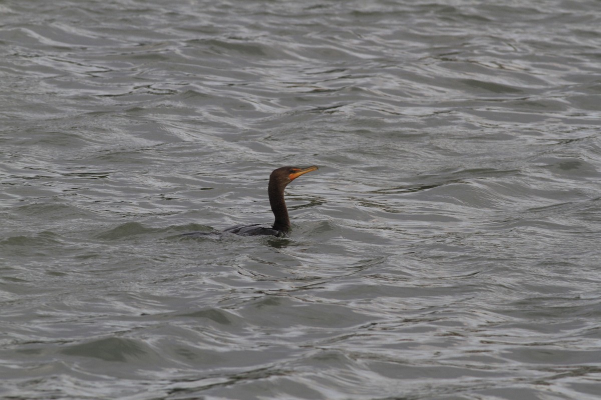 Double-crested Cormorant - ML645675887