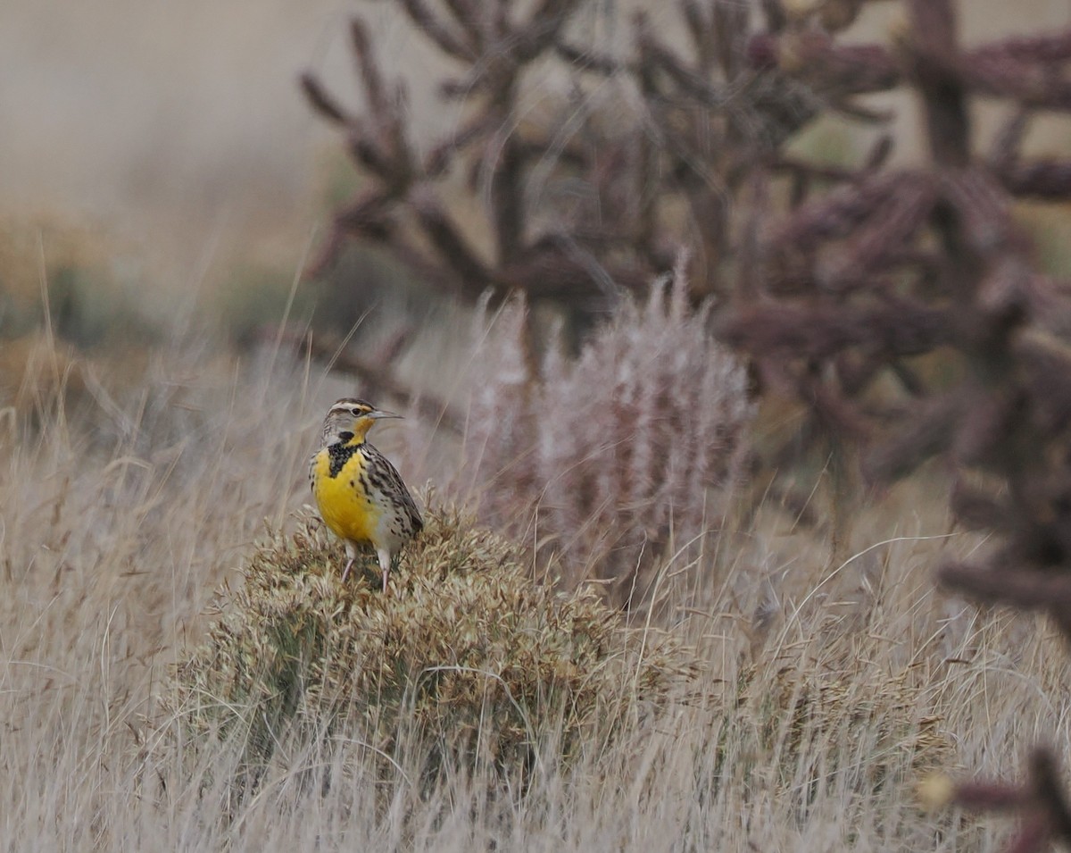 Western Meadowlark - ML645675888