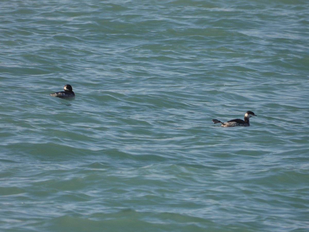 Horned Grebe - ML645675893
