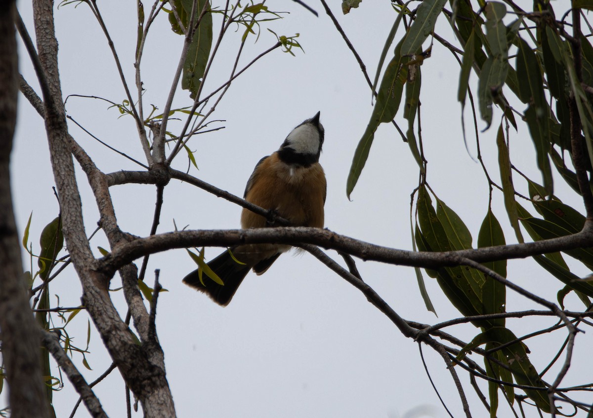 Rufous Whistler - ML645675894