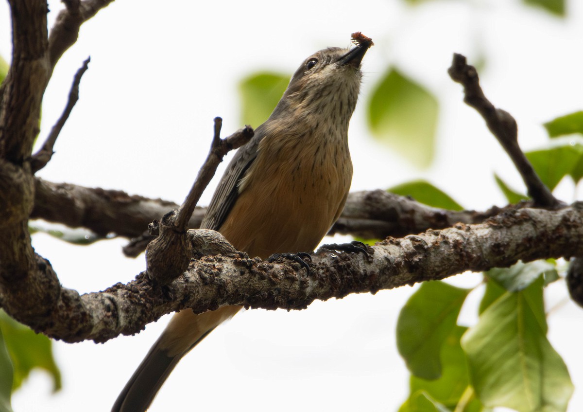 Rufous Whistler - ML645675896