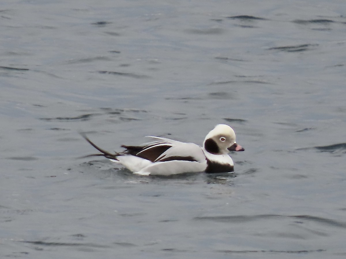 Long-tailed Duck - ML645675899