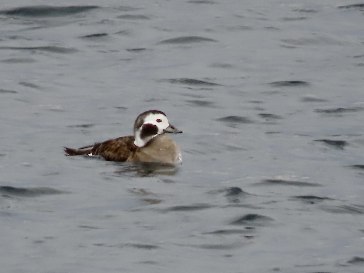 Long-tailed Duck - ML645675900