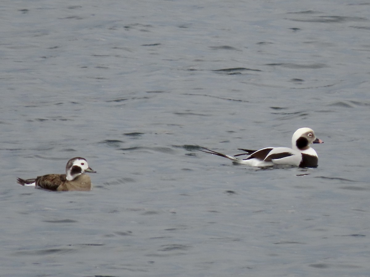Long-tailed Duck - ML645675901