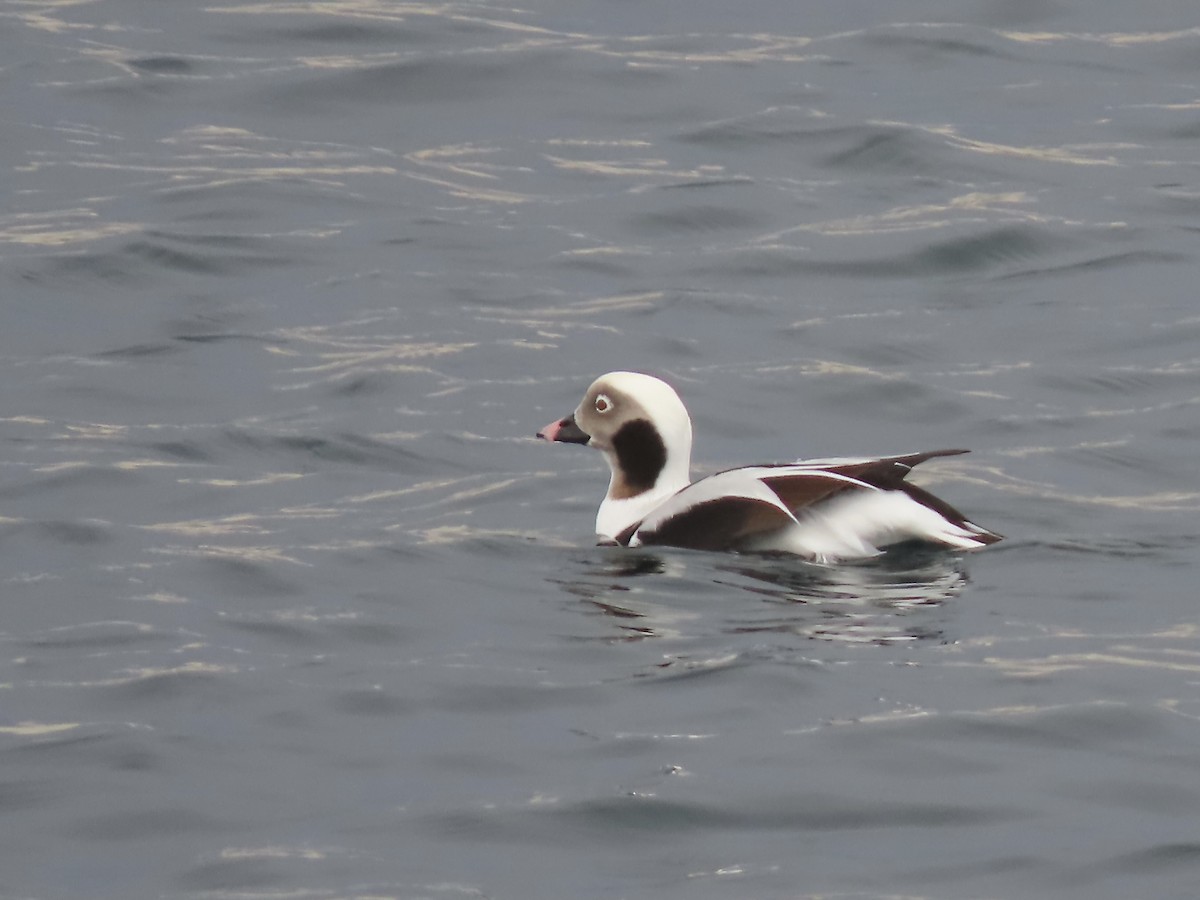 Long-tailed Duck - ML645675902