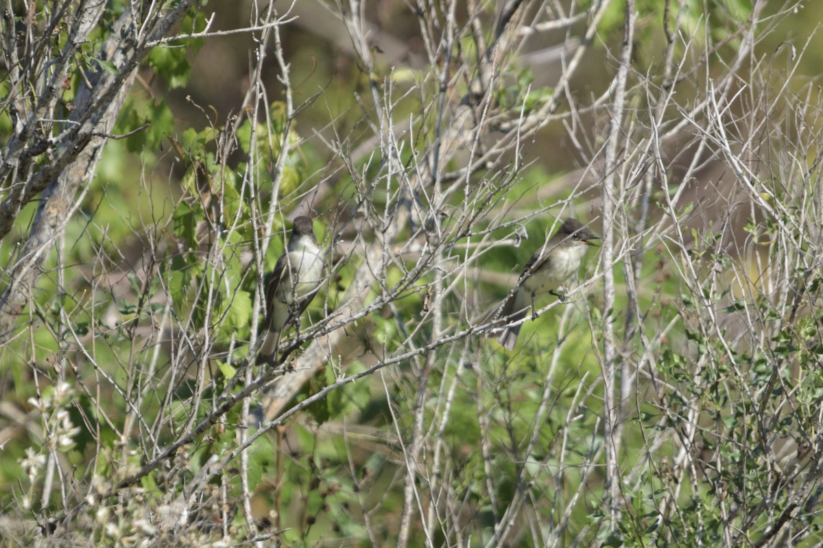 Eastern Phoebe - ML645675905