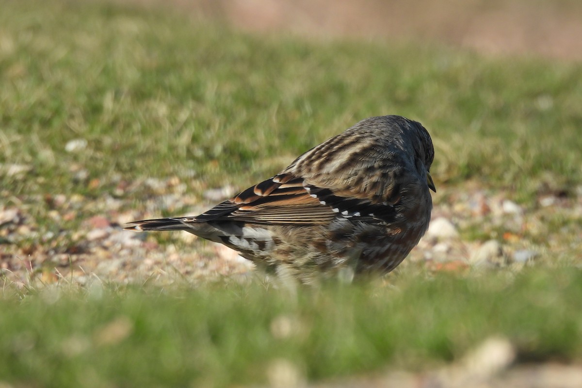 Alpine Accentor - ML645675906