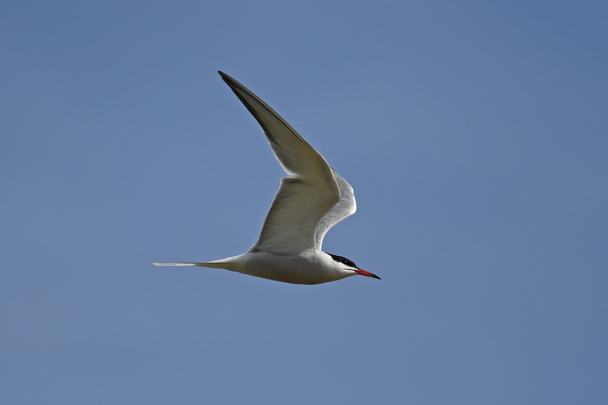 Common Tern - ML645675908