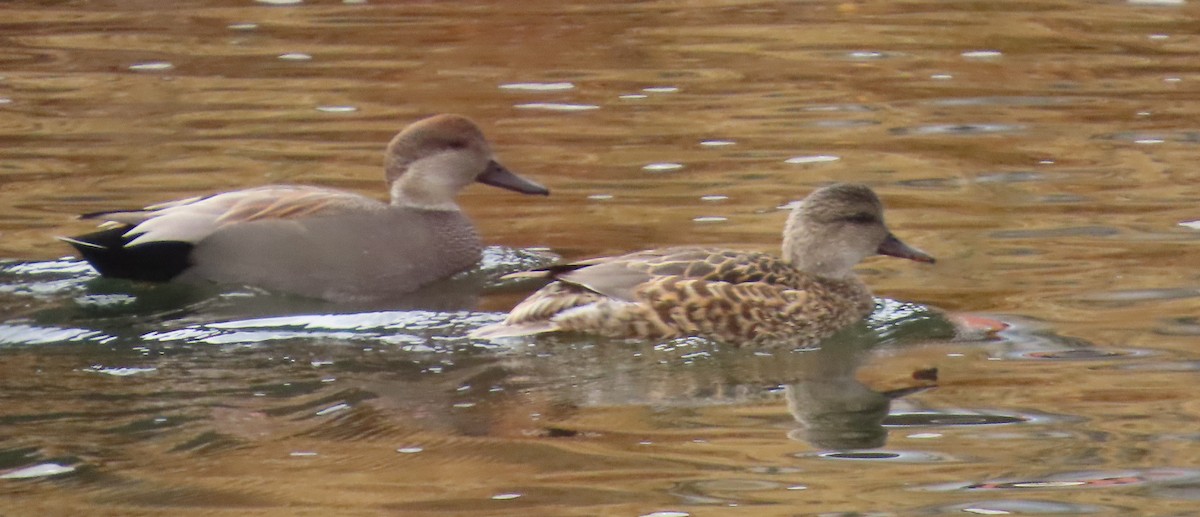 Gadwall - ML645675909