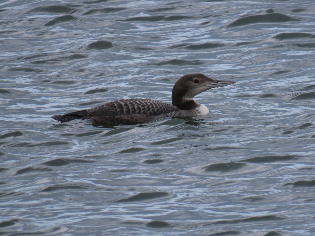 Common Loon - ML645675910