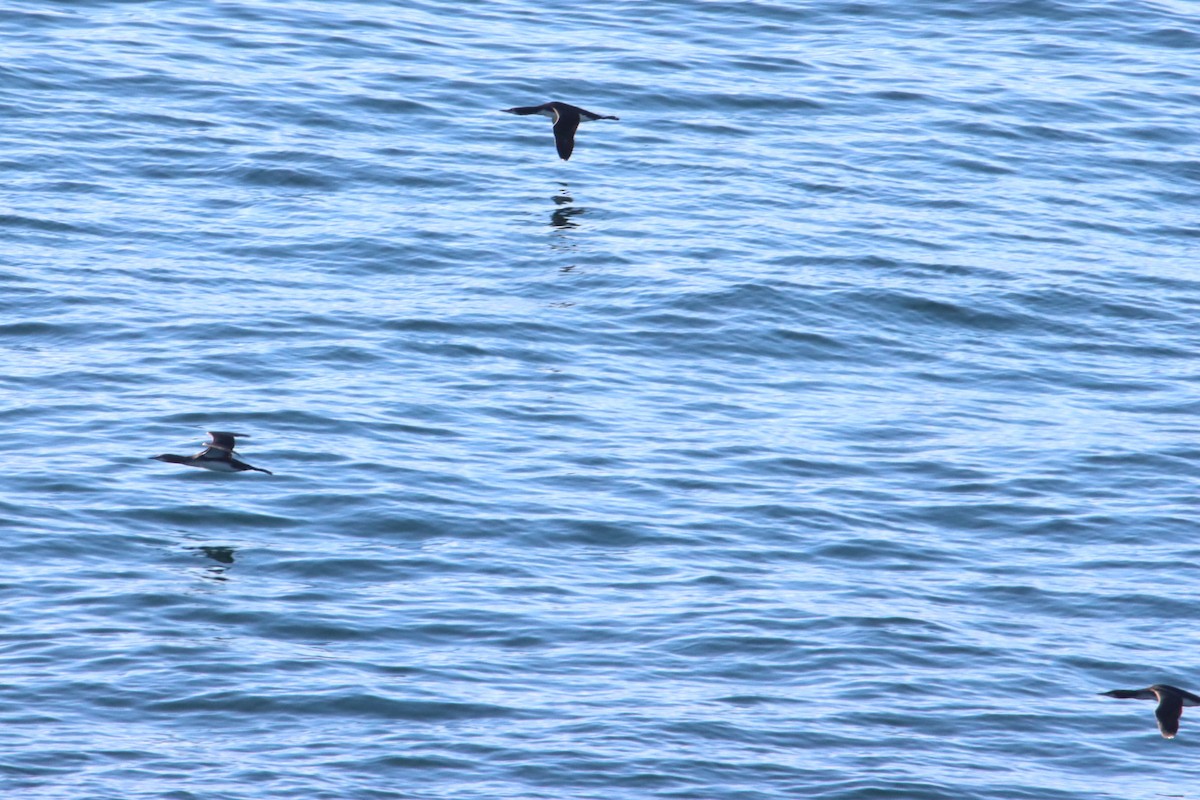 Pacific Loon - ML645675911