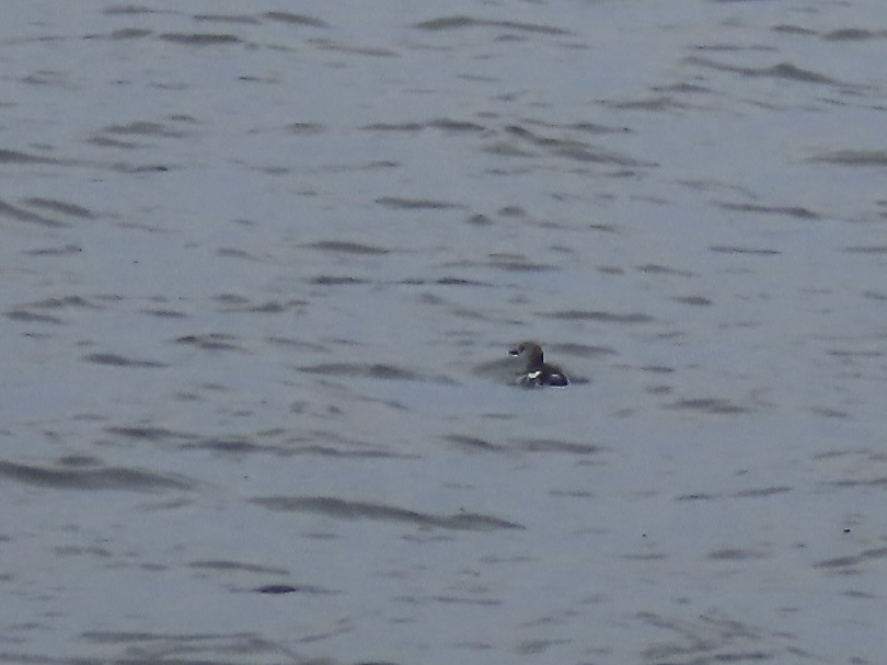 Black Guillemot - ML645675912
