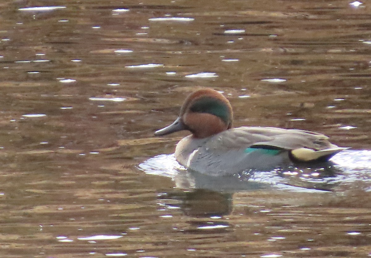 Green-winged Teal - ML645675913
