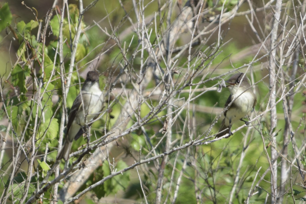 Eastern Phoebe - ML645675918