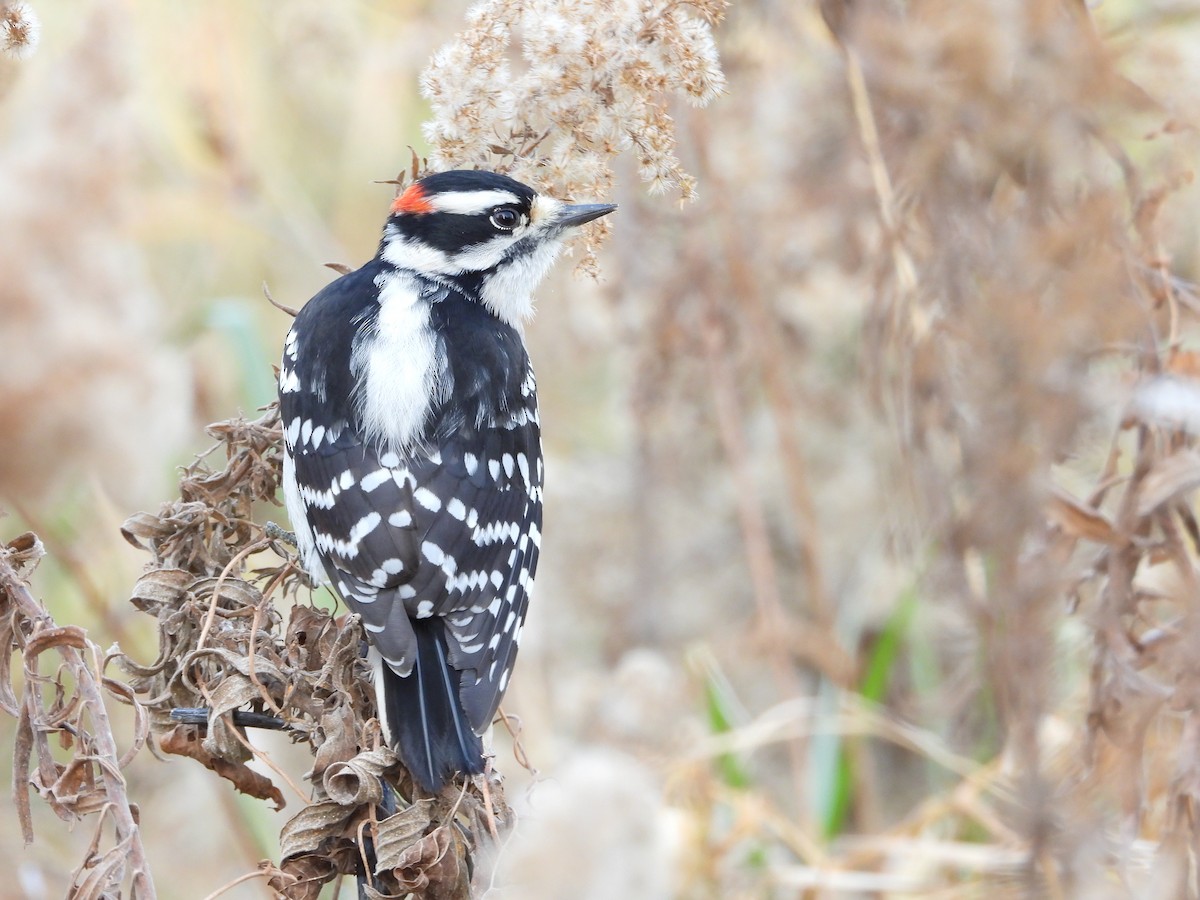 Downy Woodpecker - ML645675924