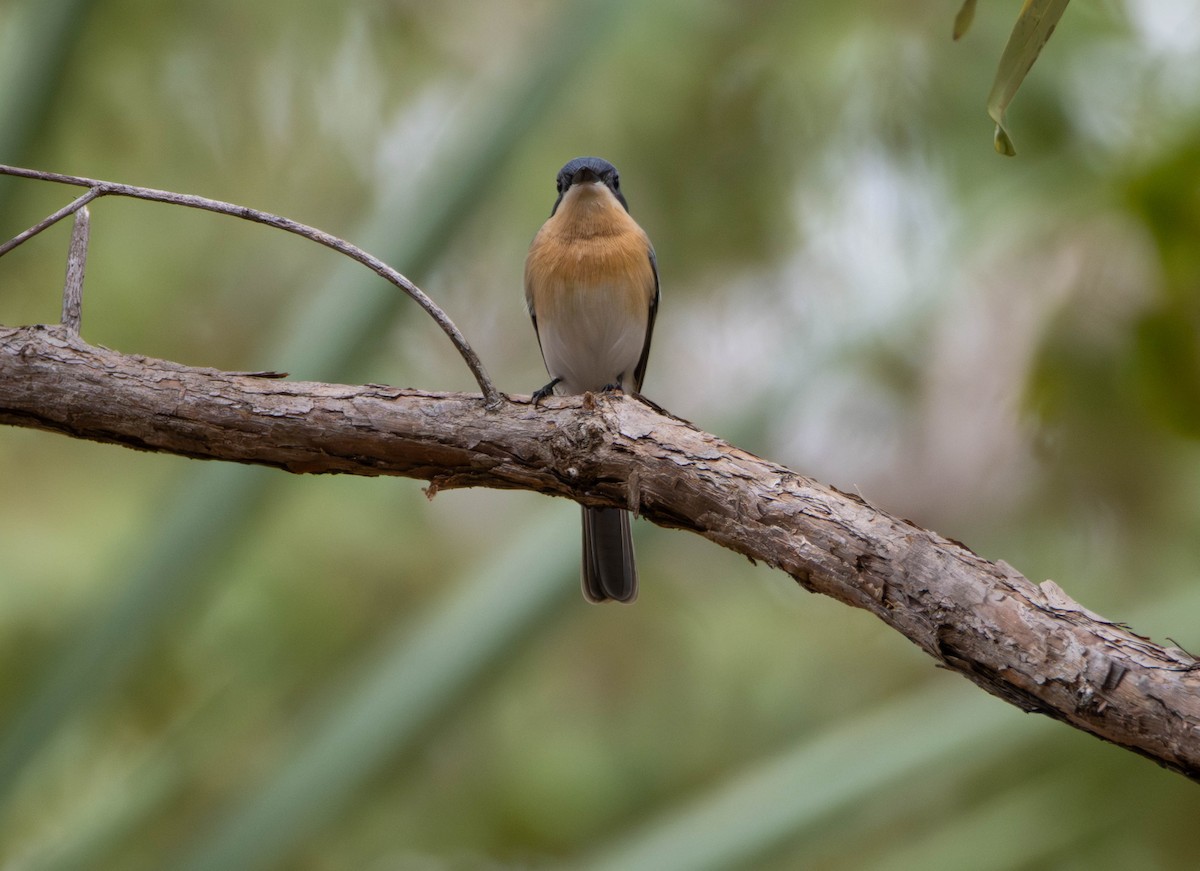 Leaden Flycatcher - ML645675925
