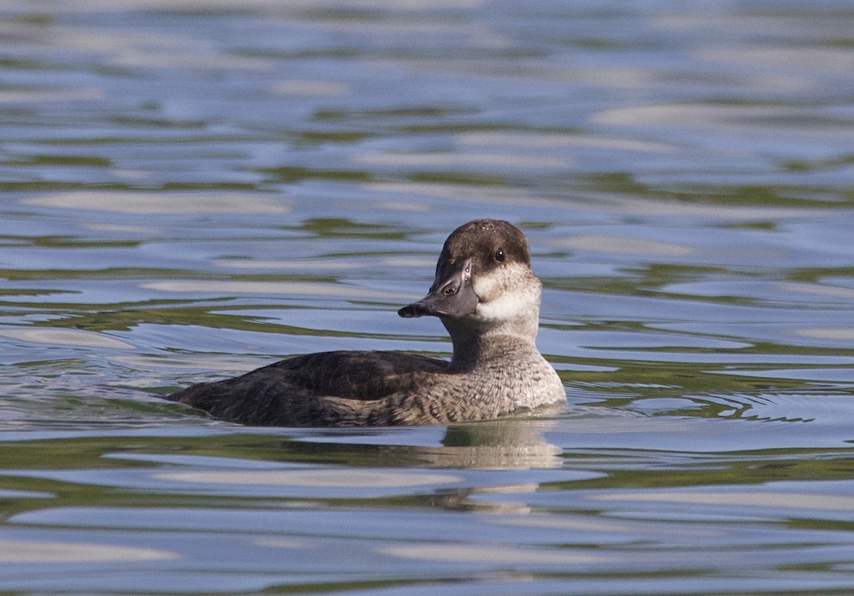 Ruddy Duck - ML645675939