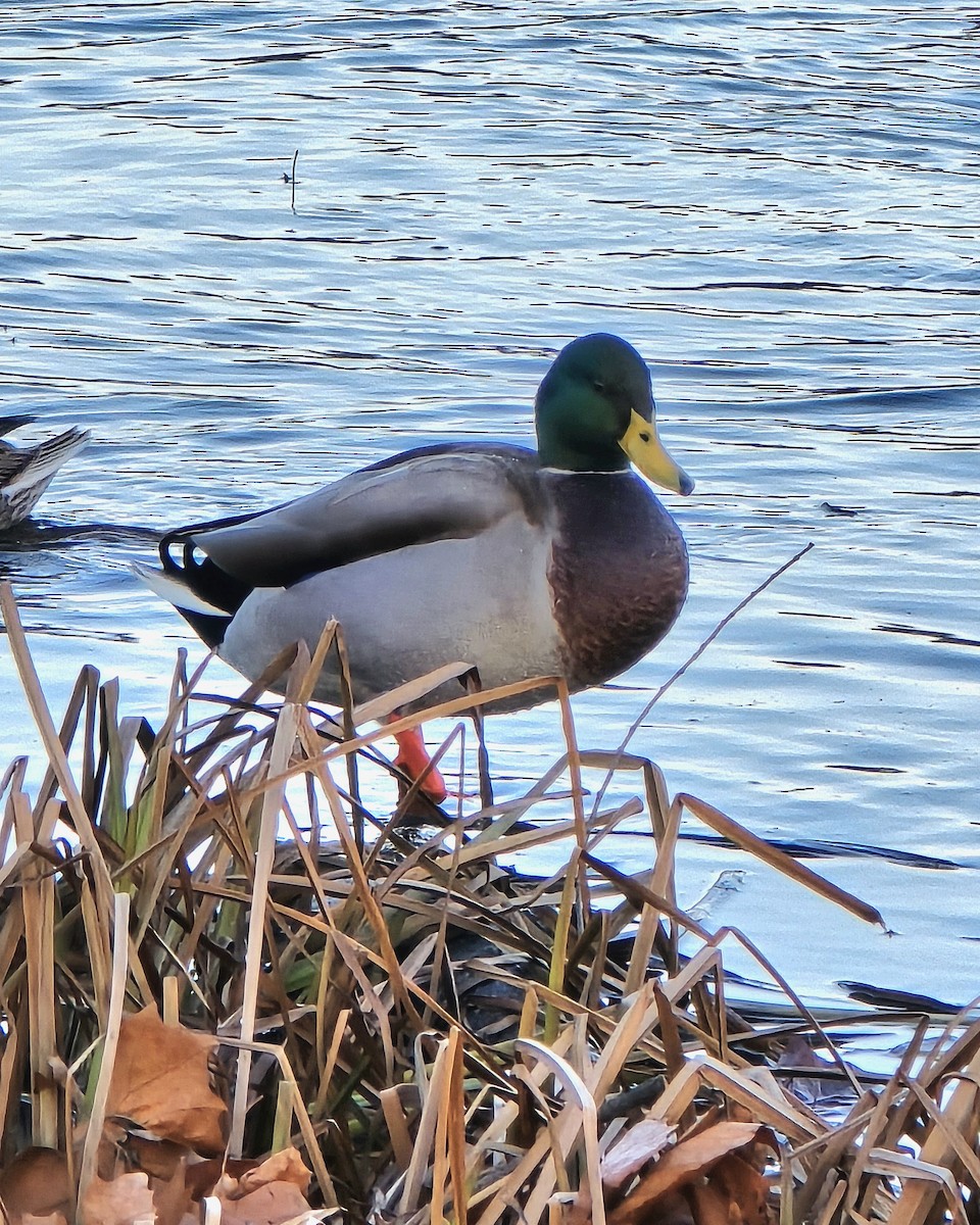 Mallard - ML645675944