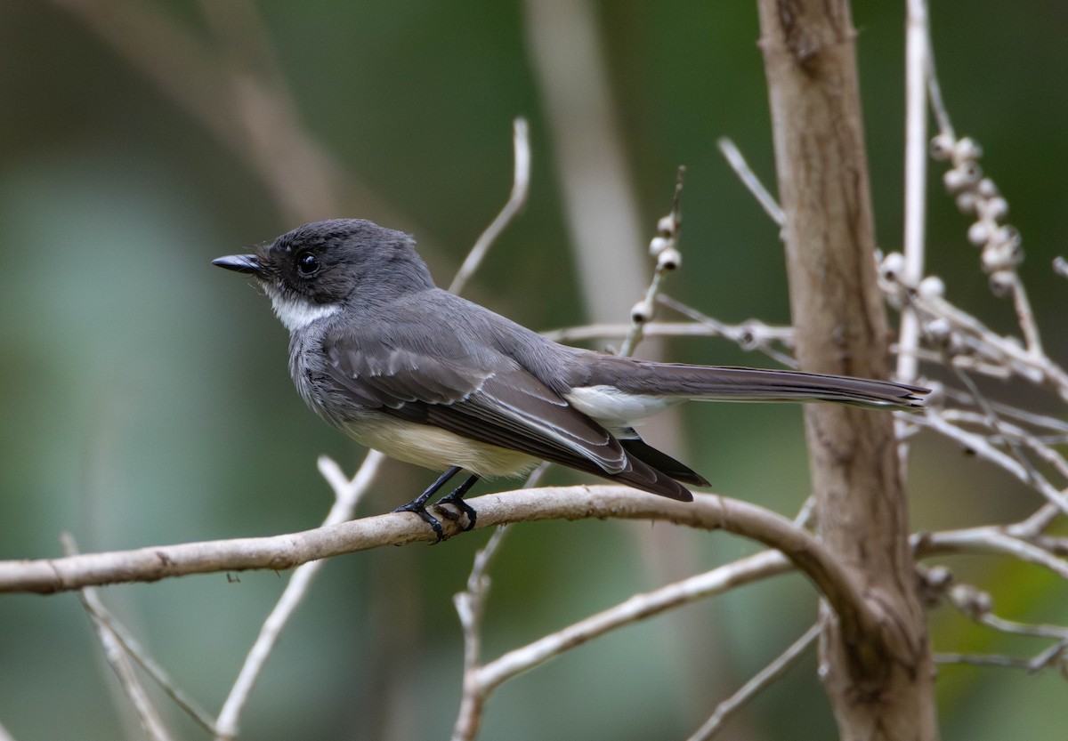Northern Fantail - ML645675945