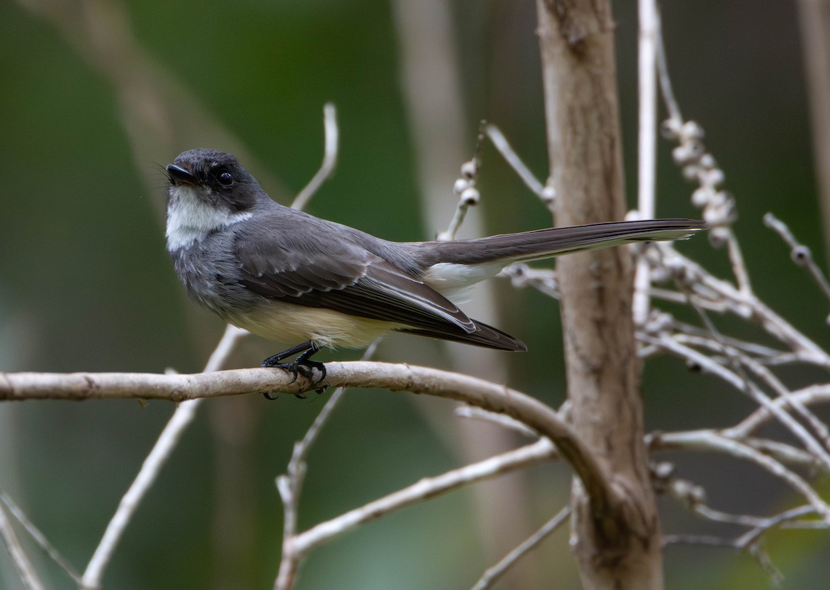 Northern Fantail - ML645675951