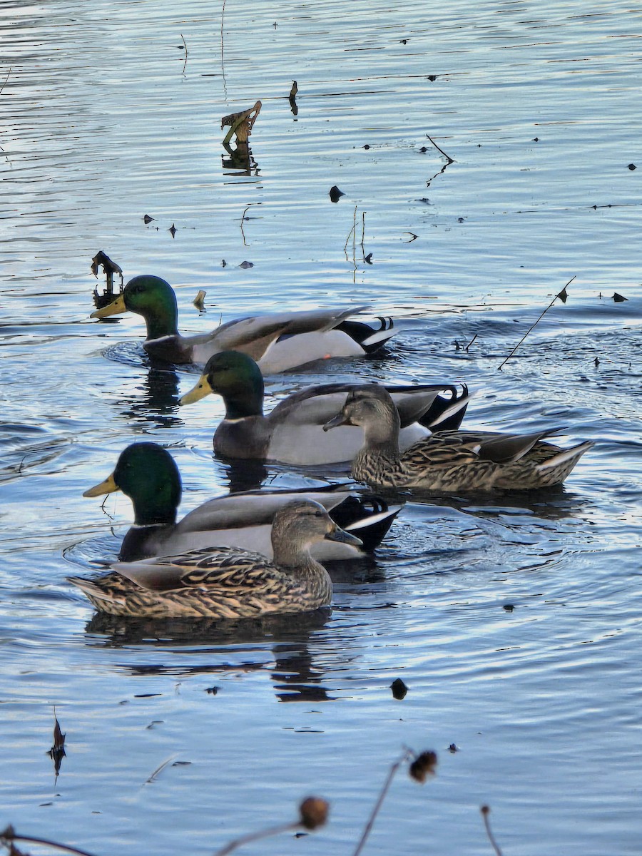 Mallard - ML645675954