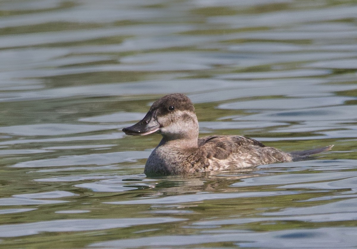Ruddy Duck - ML645675959