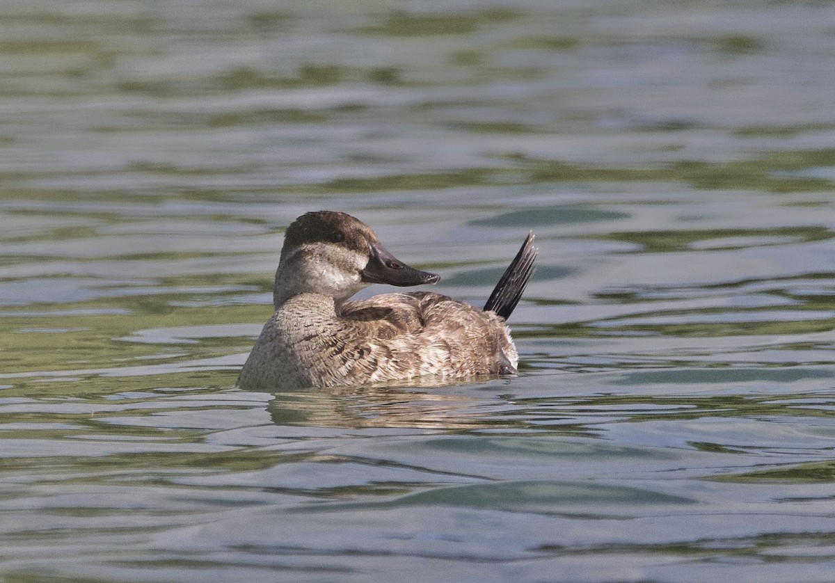 Ruddy Duck - ML645675960