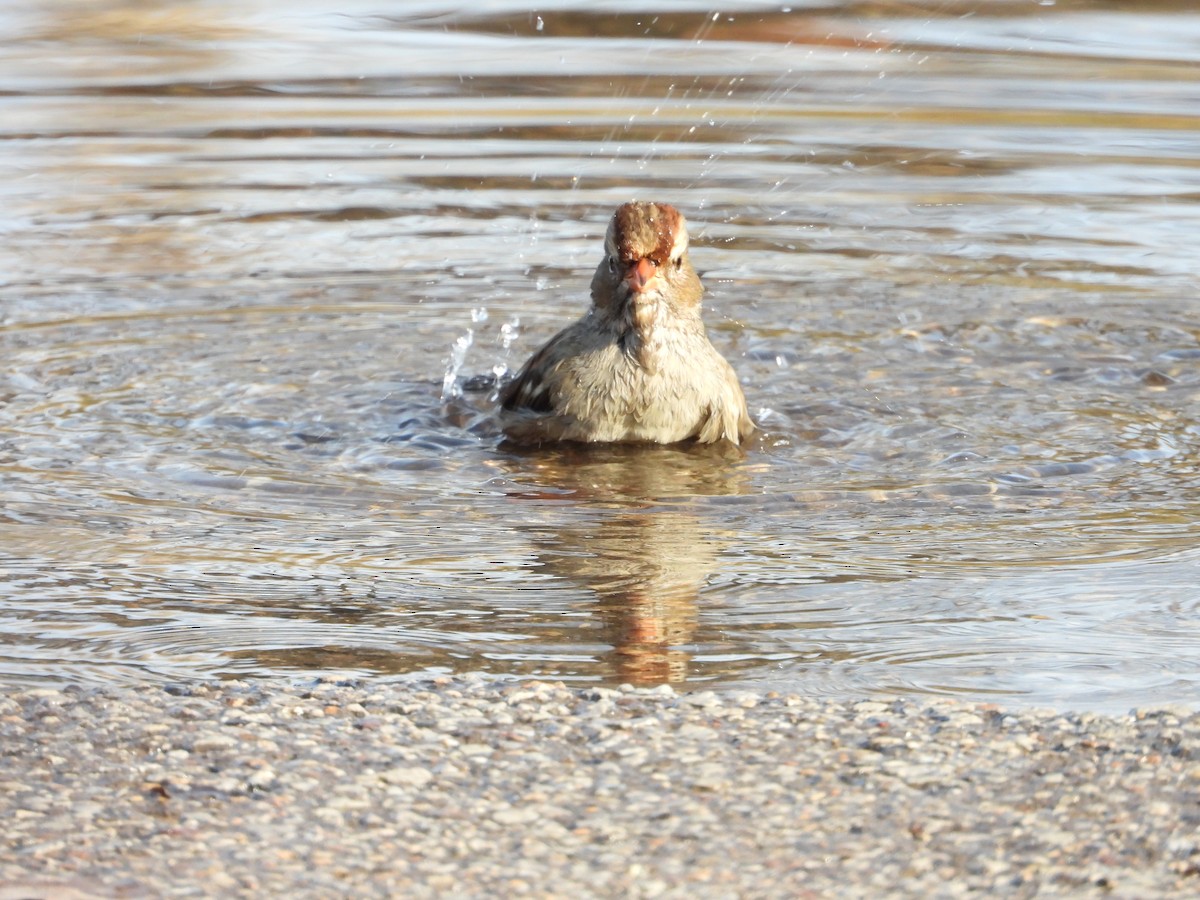 White-crowned Sparrow - ML645675963