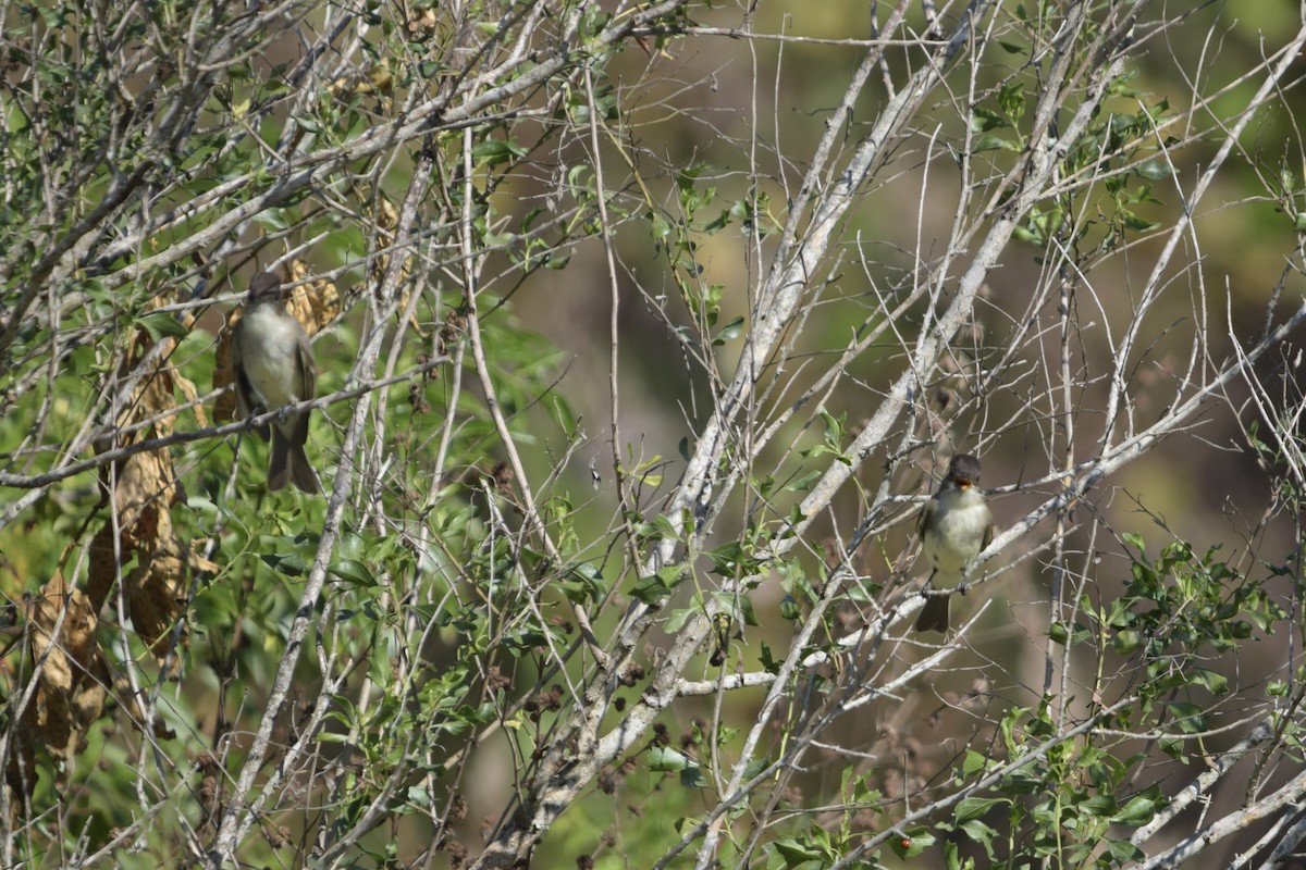 Eastern Phoebe - ML645675975