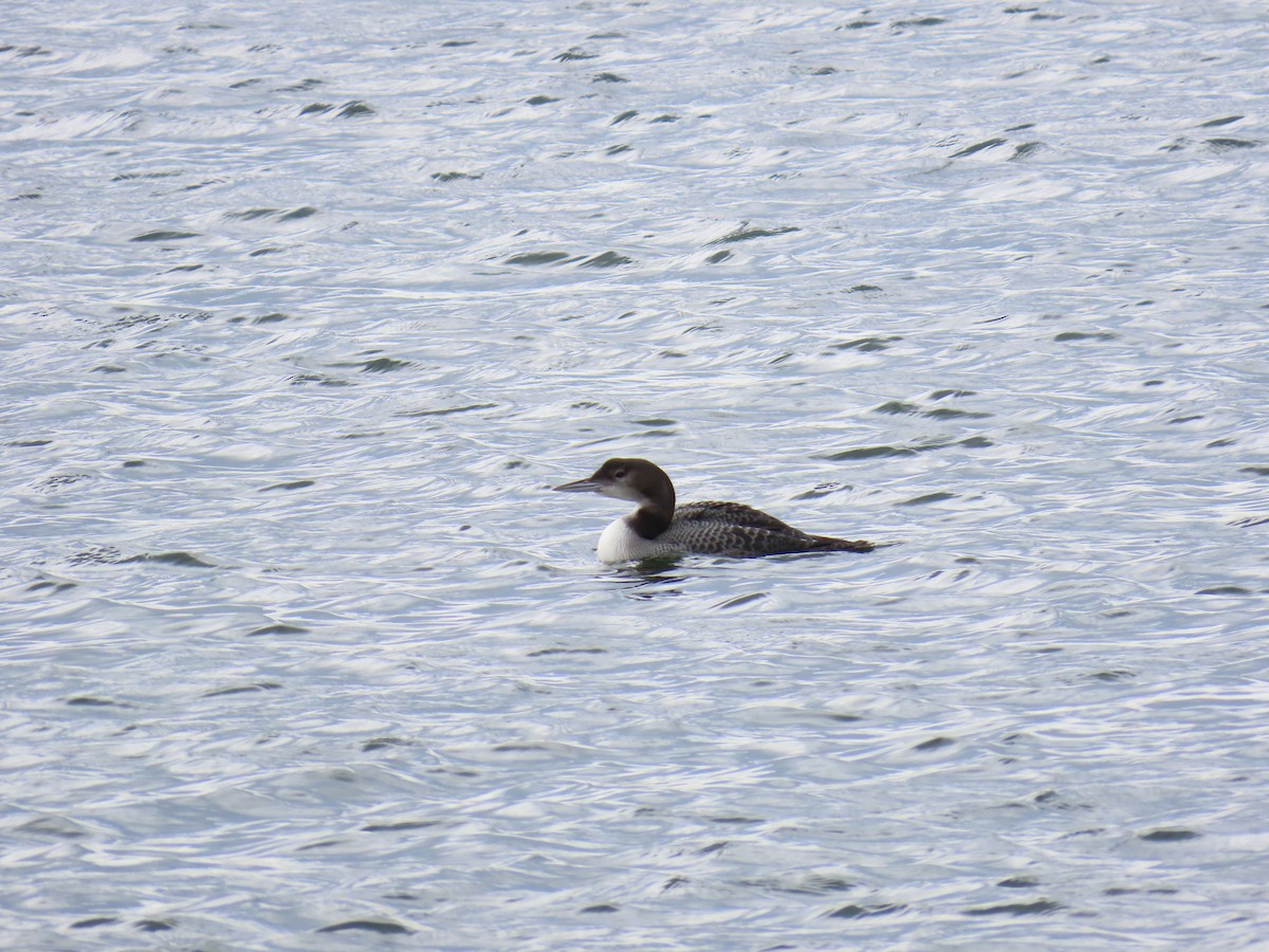 Common Loon - ML645675981