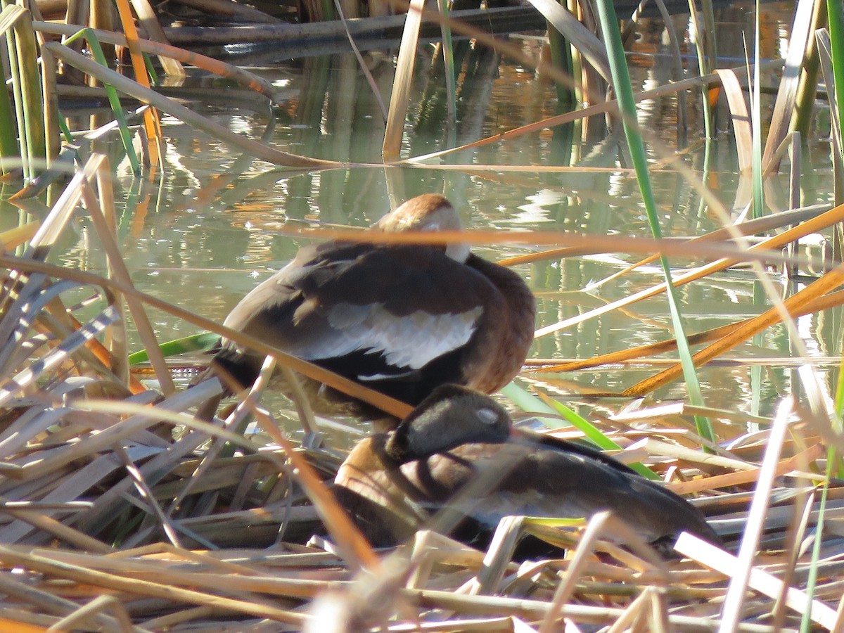 Black-bellied Whistling-Duck - ML645675982