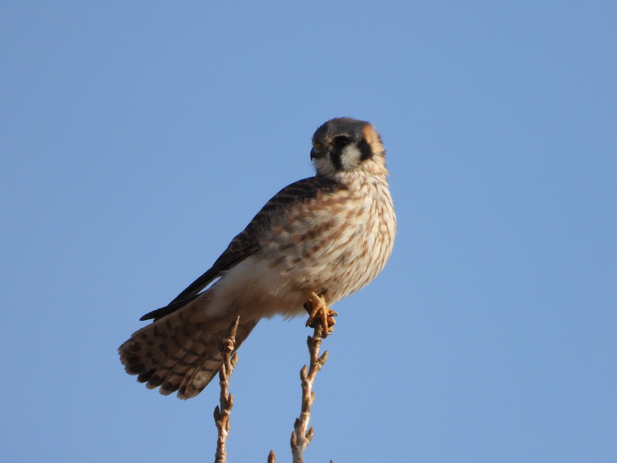 American Kestrel - ML645675985
