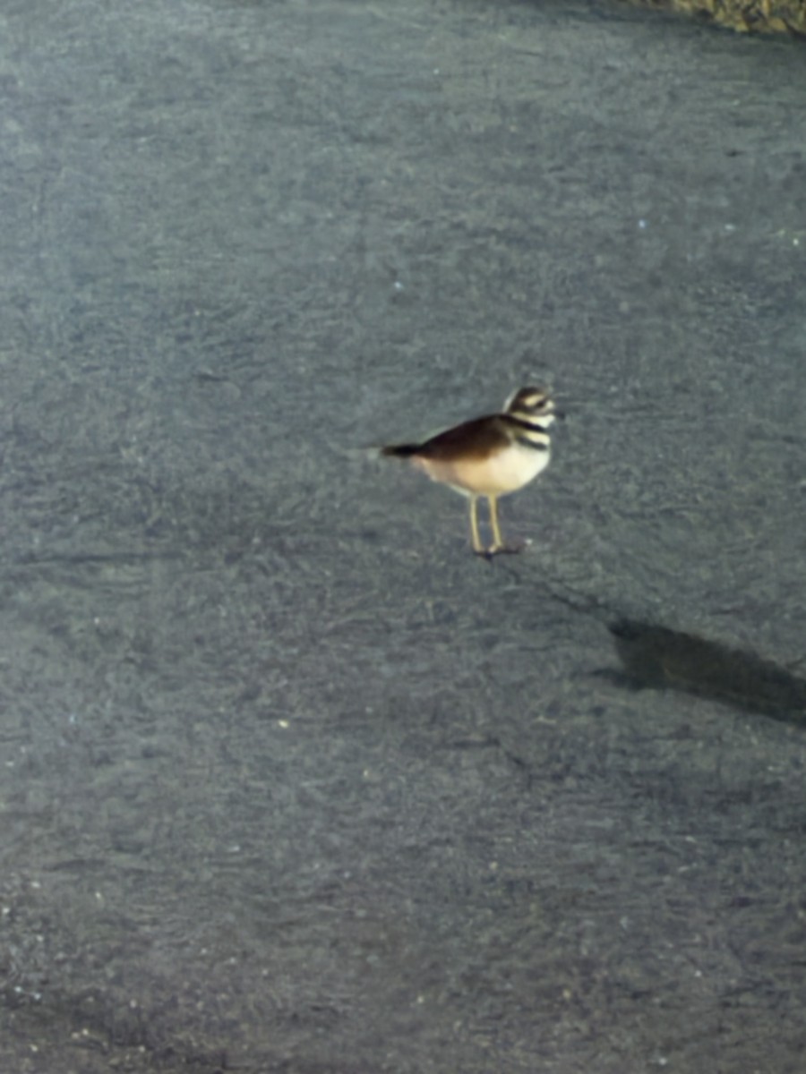 Killdeer - ML645675986