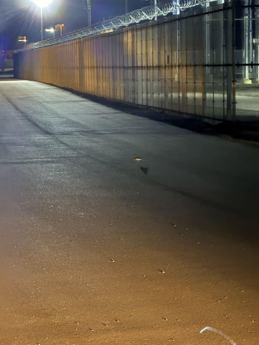 Killdeer - ML645675987