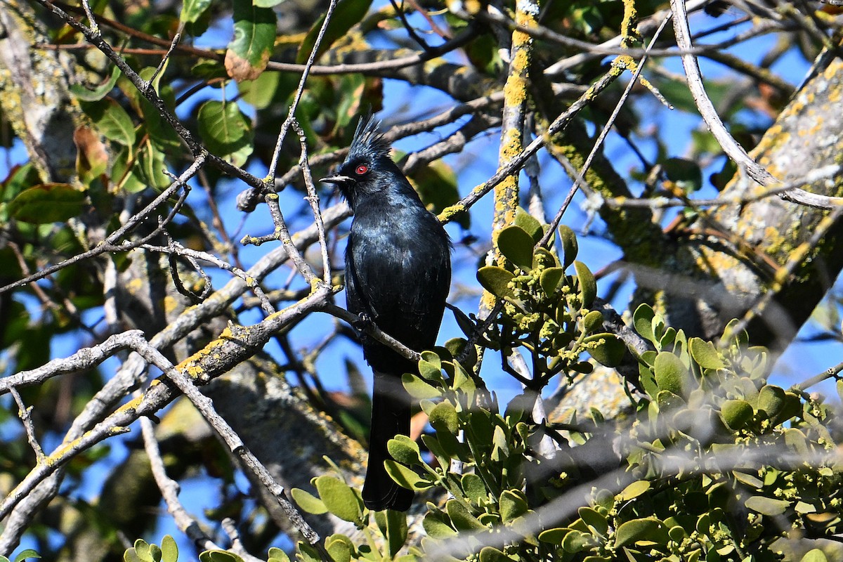 Phainopepla - ML645675989