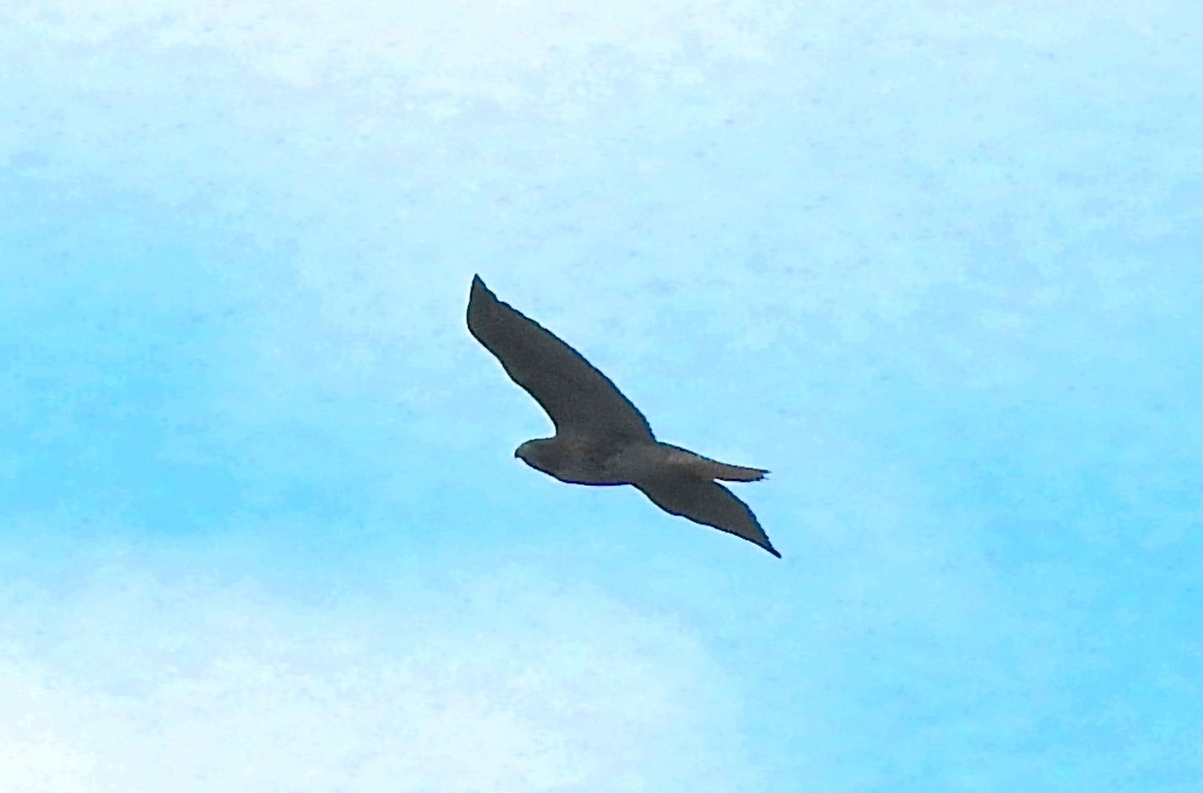 Red-tailed Hawk - ML645675990