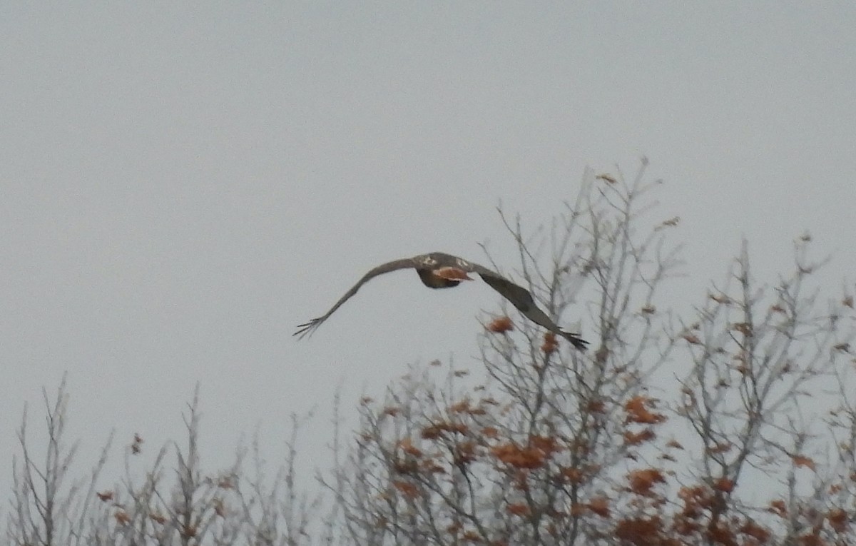 Red-tailed Hawk - ML645675991