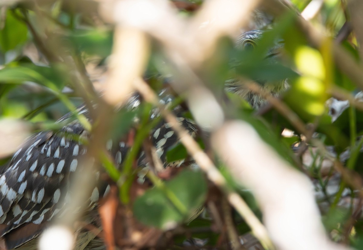 Nankeen Night Heron - ML645675992
