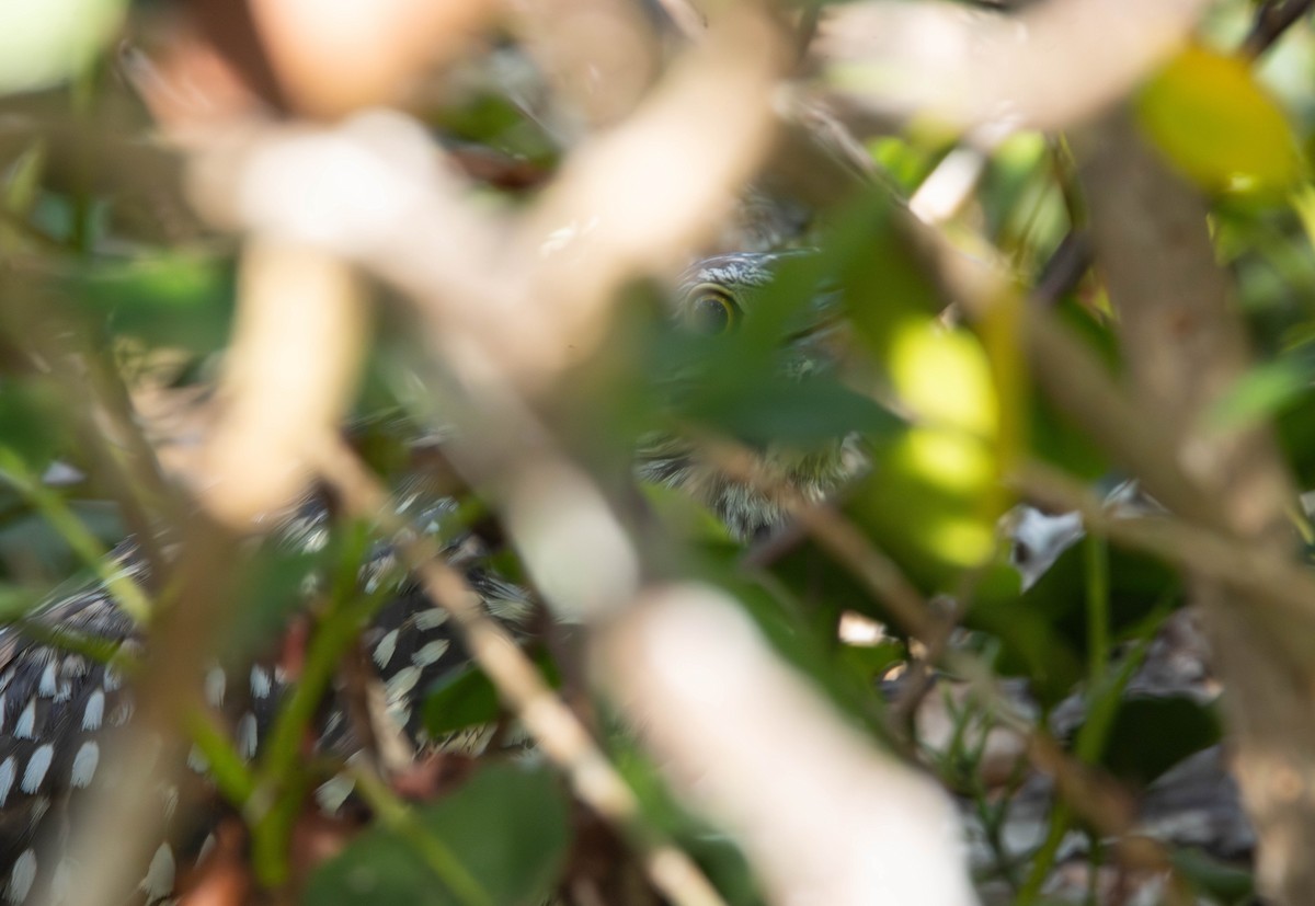 Nankeen Night Heron - ML645675993