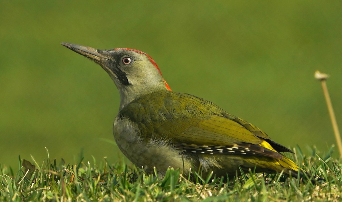 Iberian Green Woodpecker - ML645675994