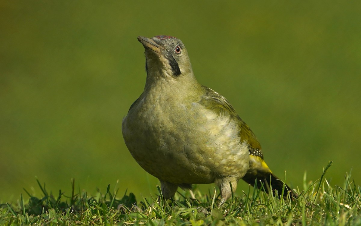 Iberian Green Woodpecker - ML645675995