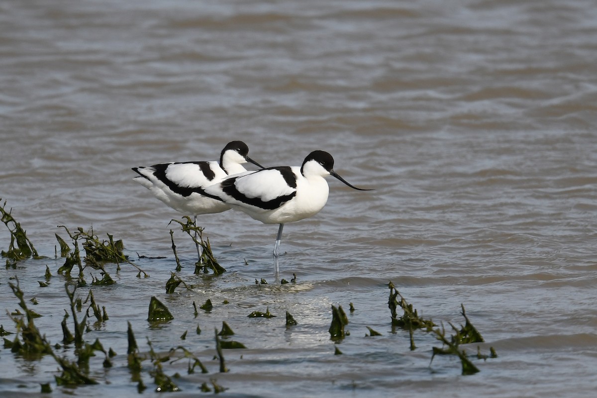 Pied Avocet - ML645675997