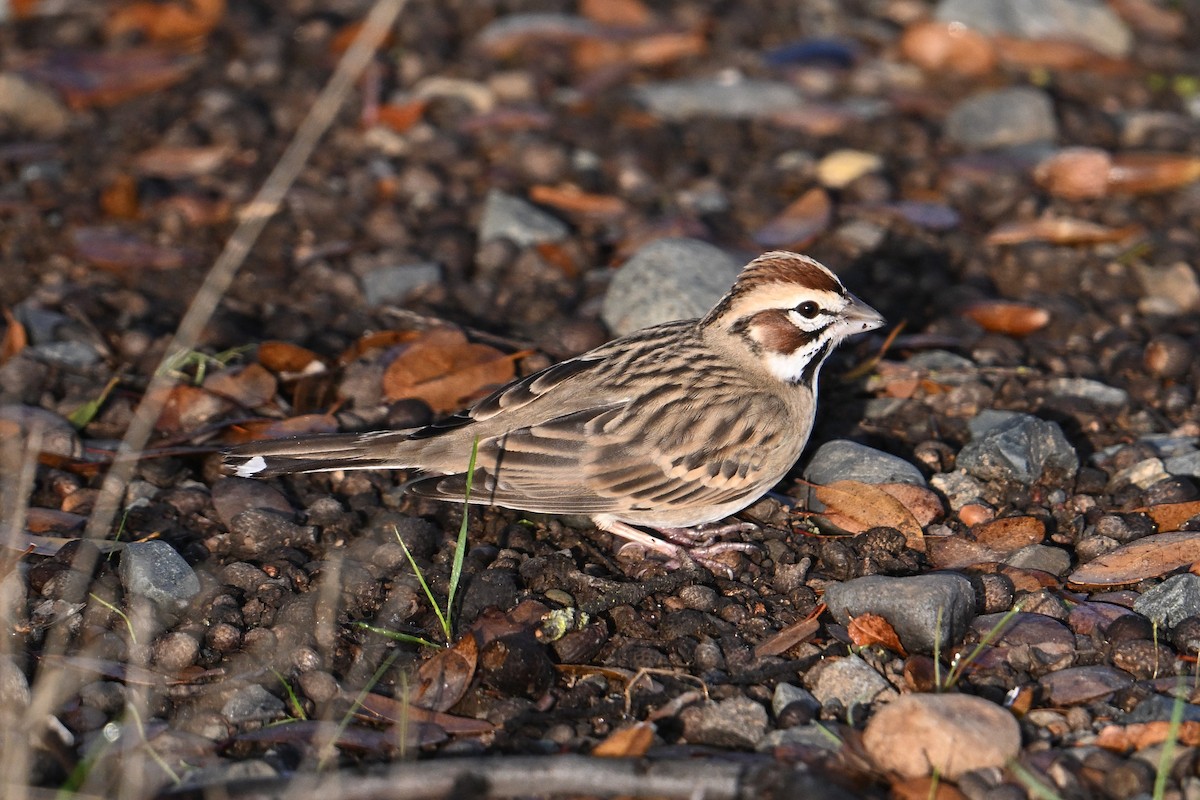 Lark Sparrow - ML645675998