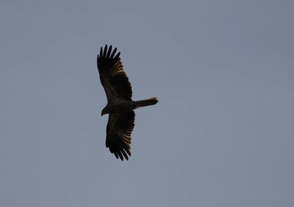 Whistling Kite - ML645675999