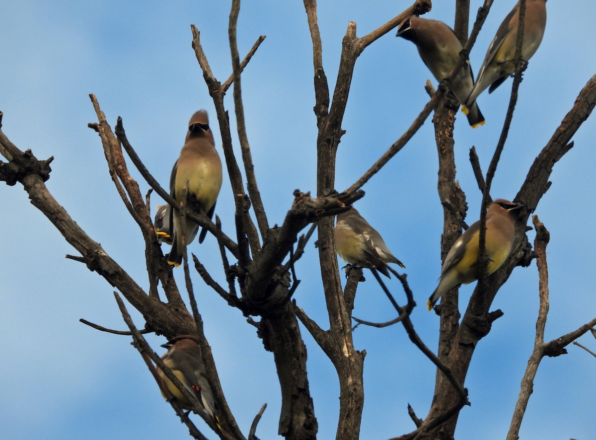 Cedar Waxwing - ML645676019