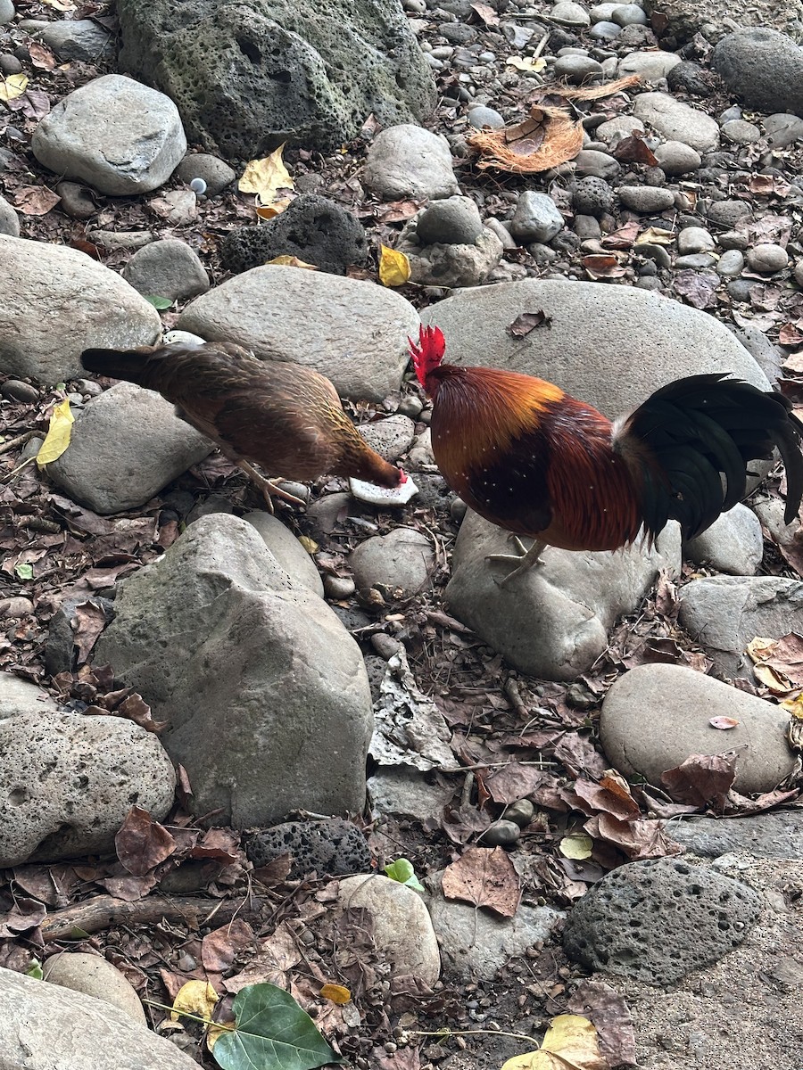 Red Junglefowl (Domestic type) - ML645676020