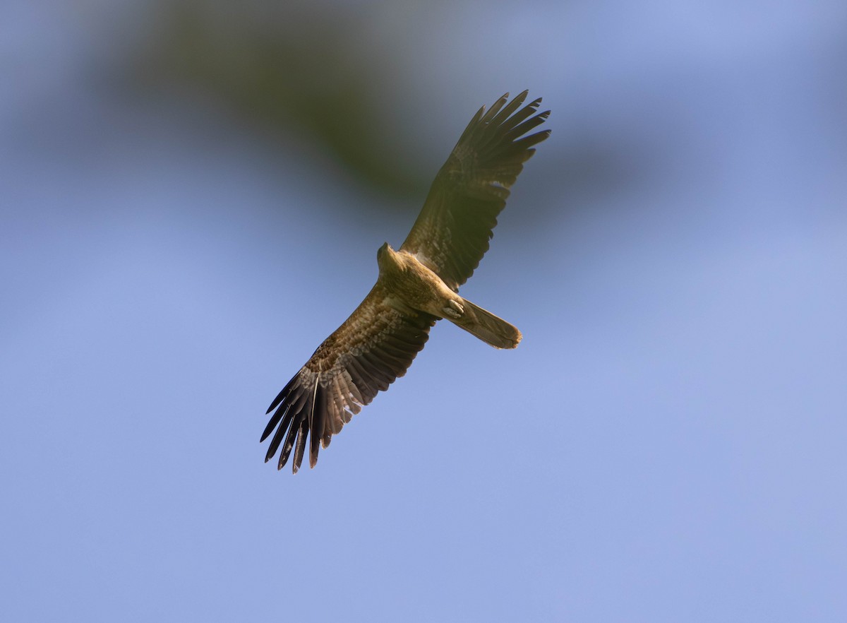 Whistling Kite - ML645676021