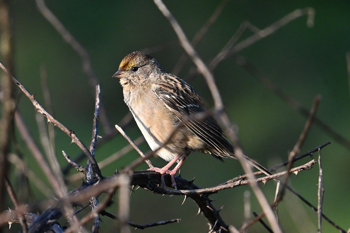 Golden-crowned Sparrow - ML645676022